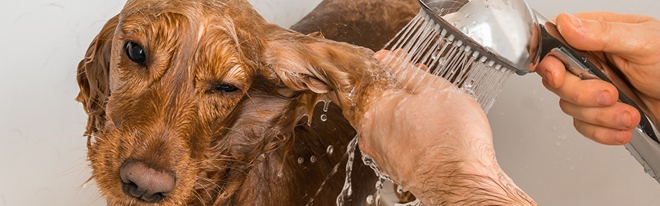 小狗在浴缸里洗澡;Adobe股票:245858292＂class=